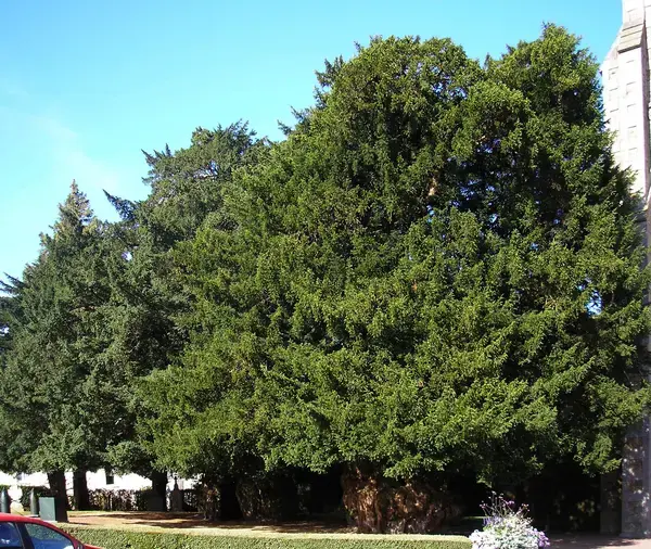Conseil Monte Escalier Monte escalier La Lande-Patry